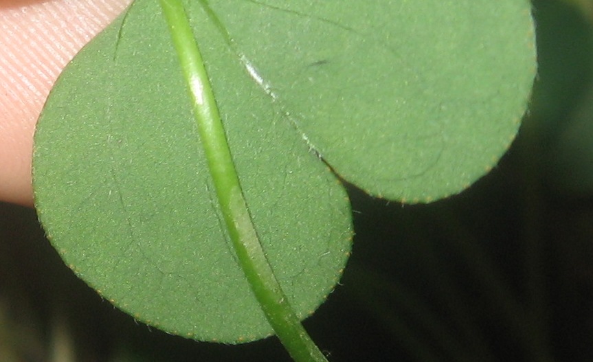 Oxalis debilis / Acetosella debole